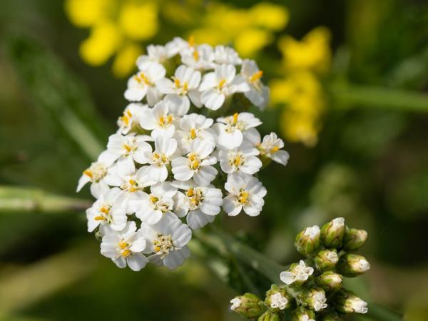 Duizendblad (Achillea millefolium)